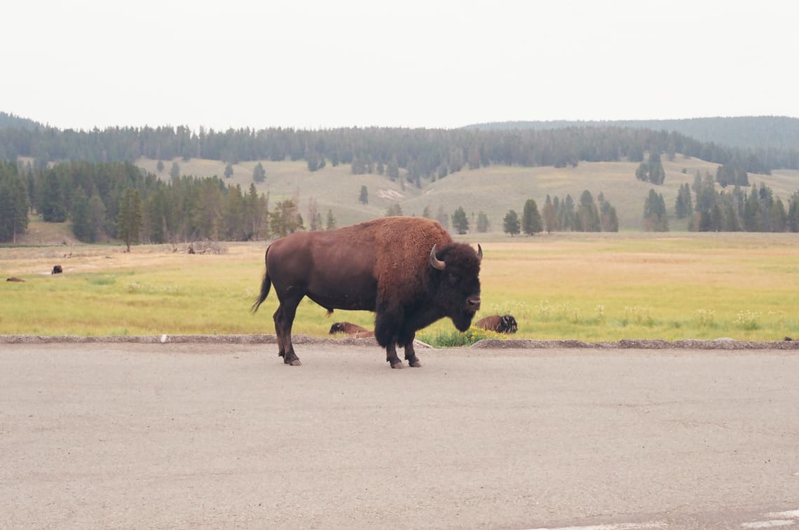 The Yellowstone Bison