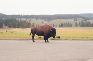 Bison, not Buffalo